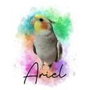 Ariel