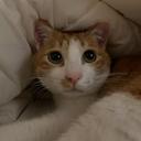 정해누 | 헬스하는 집사 🐈