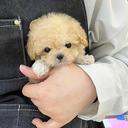 멍냥월드 세종 강아지고양이분양 보호입양센터 세종 대전 천안 청주 공주 전주 익산 분양