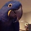 Parrotsrus - Our Life Helping You Improve the Lives of Birds!