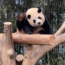 비비🐼
