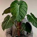 scowgarden